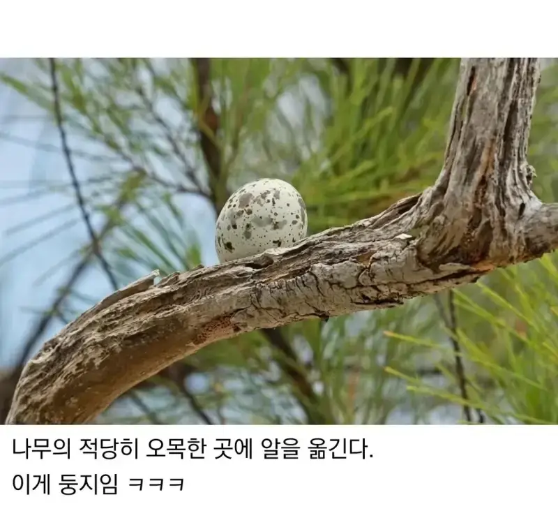 태어난 김에 대충 사는 새의 내용을 보여주는 이미지 관련 이미지 2