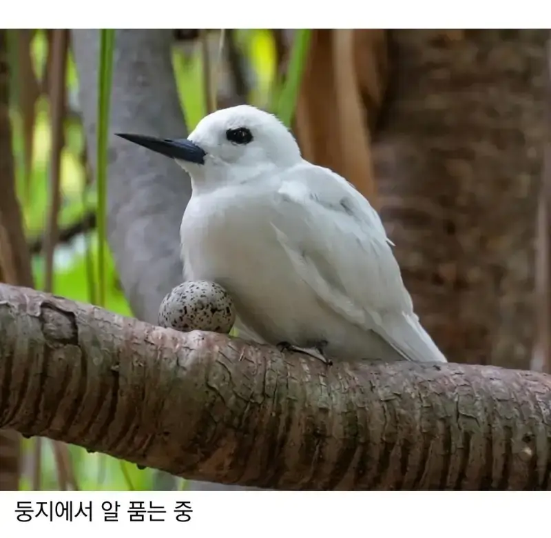 태어난 김에 대충 사는 새의 내용을 보여주는 이미지 관련 이미지 3