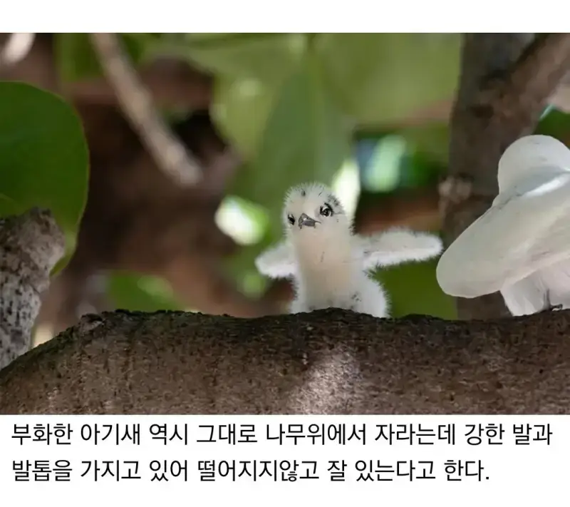 태어난 김에 대충 사는 새의 내용을 보여주는 이미지 관련 이미지 4