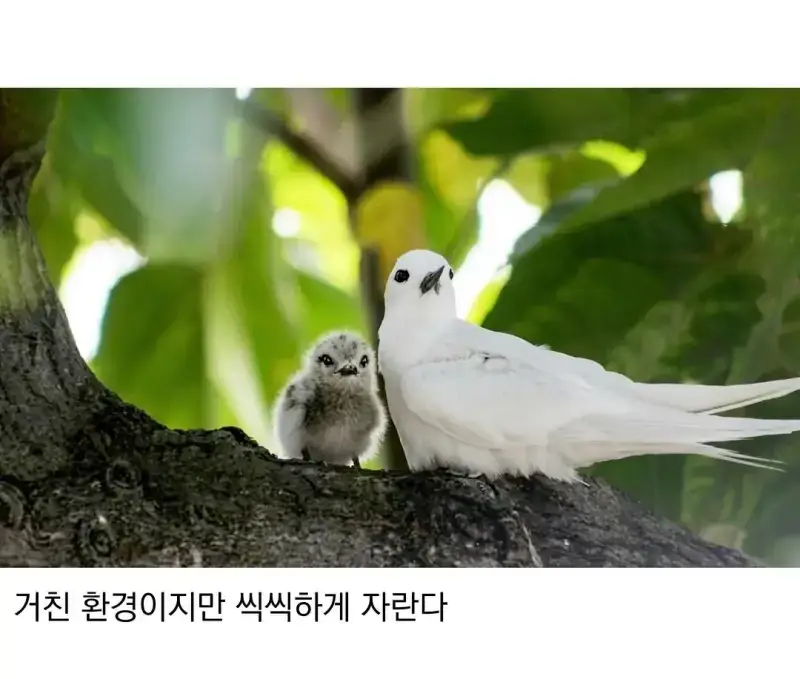 태어난 김에 대충 사는 새의 내용을 보여주는 이미지 관련 이미지 5