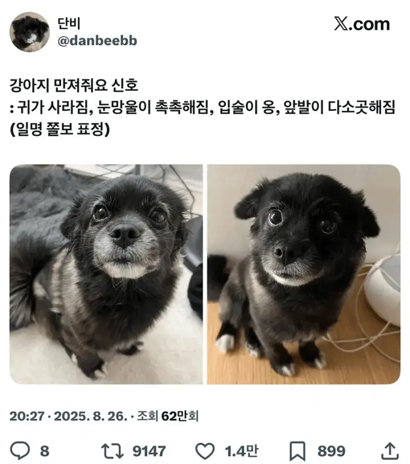 만져달라는 강아지의 신호의 내용을 보여주는 이미지