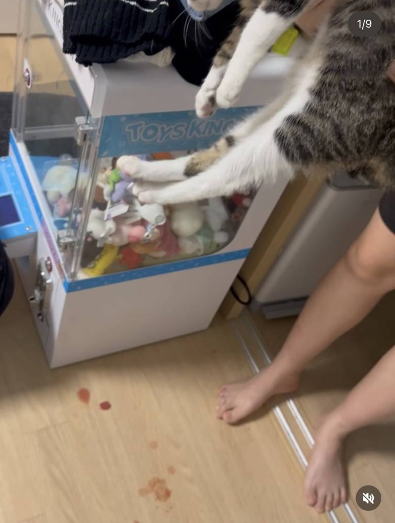 국산사료 절대 먹이지마세요의 내용을 보여주는 이미지 관련 이미지 2