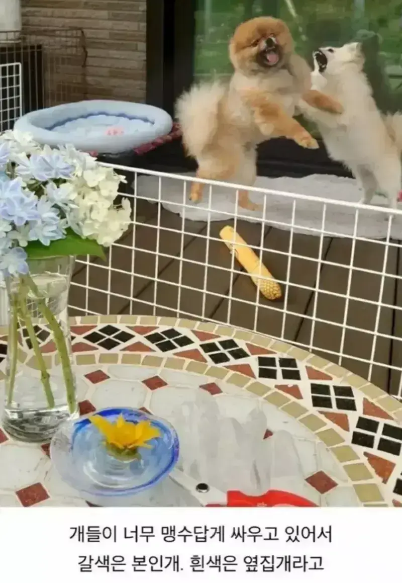 오이를 찍었을 뿐인데 화제가 된 사진의 내용을 보여주는 이미지 관련 이미지 2