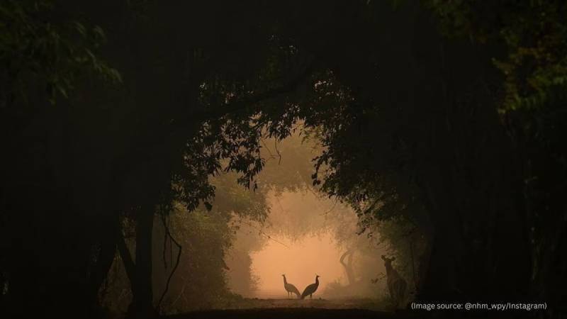 9세 소녀 슈레요비가 놀라운 사진 한 장으로 국제 사진상을 수상했습니다.의 내용을 보여주는 이미지