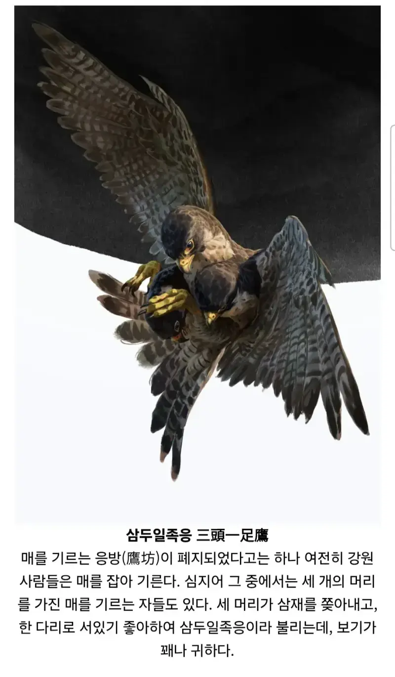 조선 요괴 100가지를 그린 사람의 내용을 보여주는 이미지 관련 이미지 35