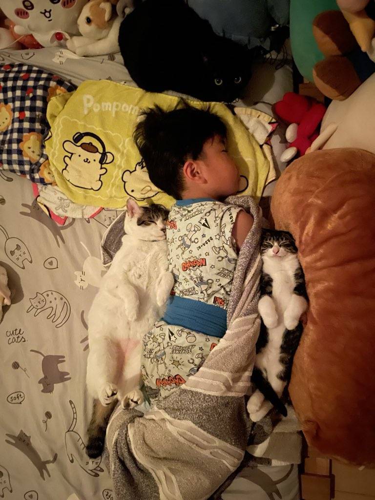 항상 형보다 절대 먼저 안 자는 장남 고양이 언제나 형 곁에서 함께 자고 싶은 차남 고양이 틈새를 좋아하는 막내 고양이 그런 동생 고양이들에게 무척 사랑받는 네 살아이의 내용을 보여주는 이미지