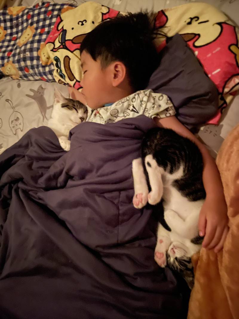 항상 형보다 절대 먼저 안 자는 장남 고양이 언제나 형 곁에서 함께 자고 싶은 차남 고양이 틈새를 좋아하는 막내 고양이 그런 동생 고양이들에게 무척 사랑받는 네 살아이의 내용을 보여주는 이미지 관련 이미지 2