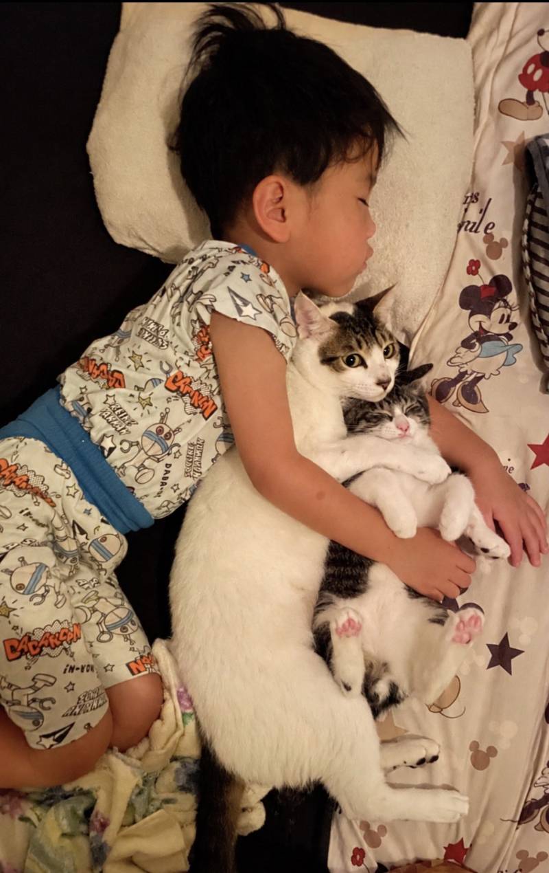 항상 형보다 절대 먼저 안 자는 장남 고양이 언제나 형 곁에서 함께 자고 싶은 차남 고양이 틈새를 좋아하는 막내 고양이 그런 동생 고양이들에게 무척 사랑받는 네 살아이의 내용을 보여주는 이미지 관련 이미지 3