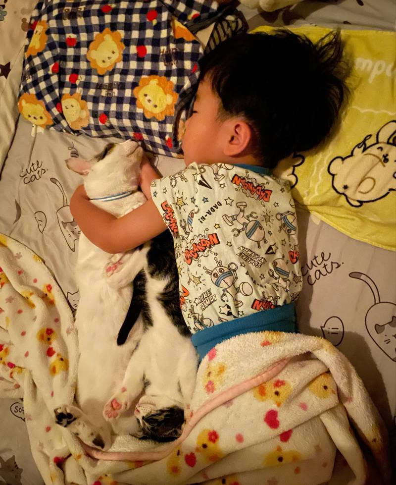 항상 형보다 절대 먼저 안 자는 장남 고양이 언제나 형 곁에서 함께 자고 싶은 차남 고양이 틈새를 좋아하는 막내 고양이 그런 동생 고양이들에게 무척 사랑받는 네 살아이의 내용을 보여주는 이미지 관련 이미지 4