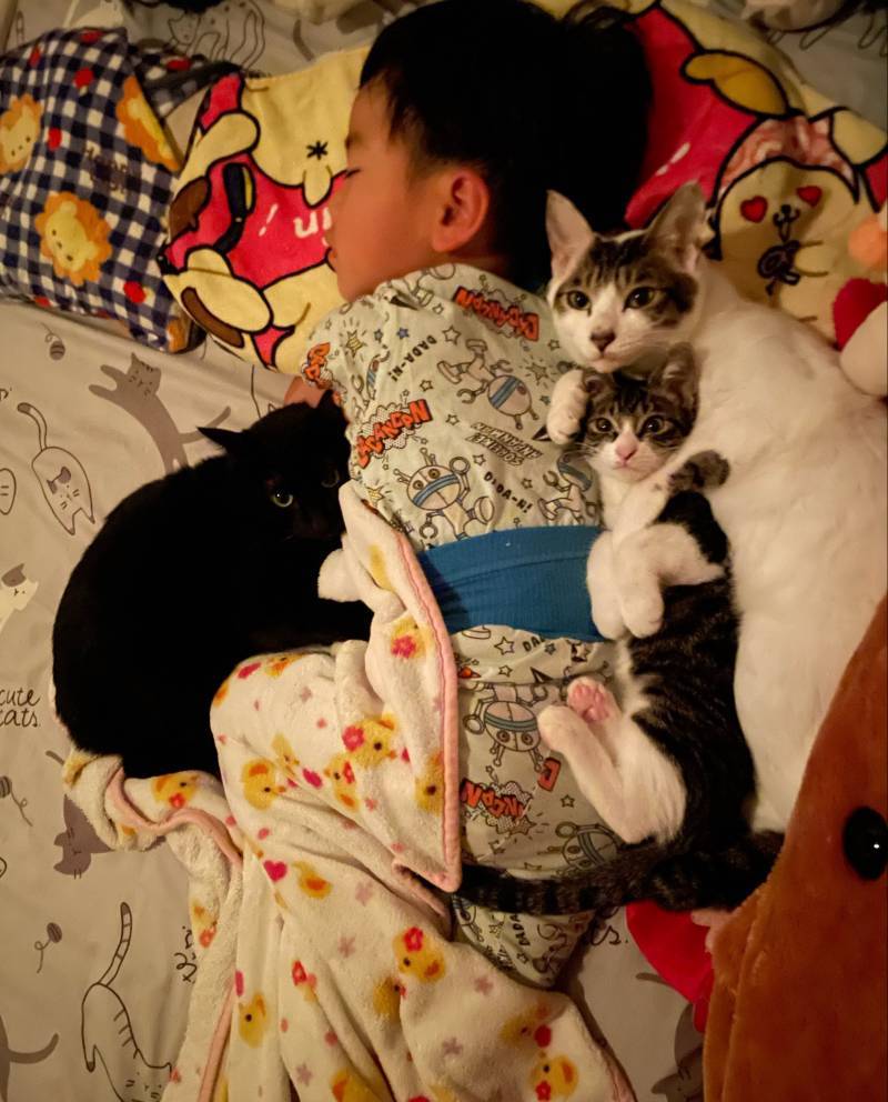 항상 형보다 절대 먼저 안 자는 장남 고양이 언제나 형 곁에서 함께 자고 싶은 차남 고양이 틈새를 좋아하는 막내 고양이 그런 동생 고양이들에게 무척 사랑받는 네 살아이의 내용을 보여주는 이미지 관련 이미지 5