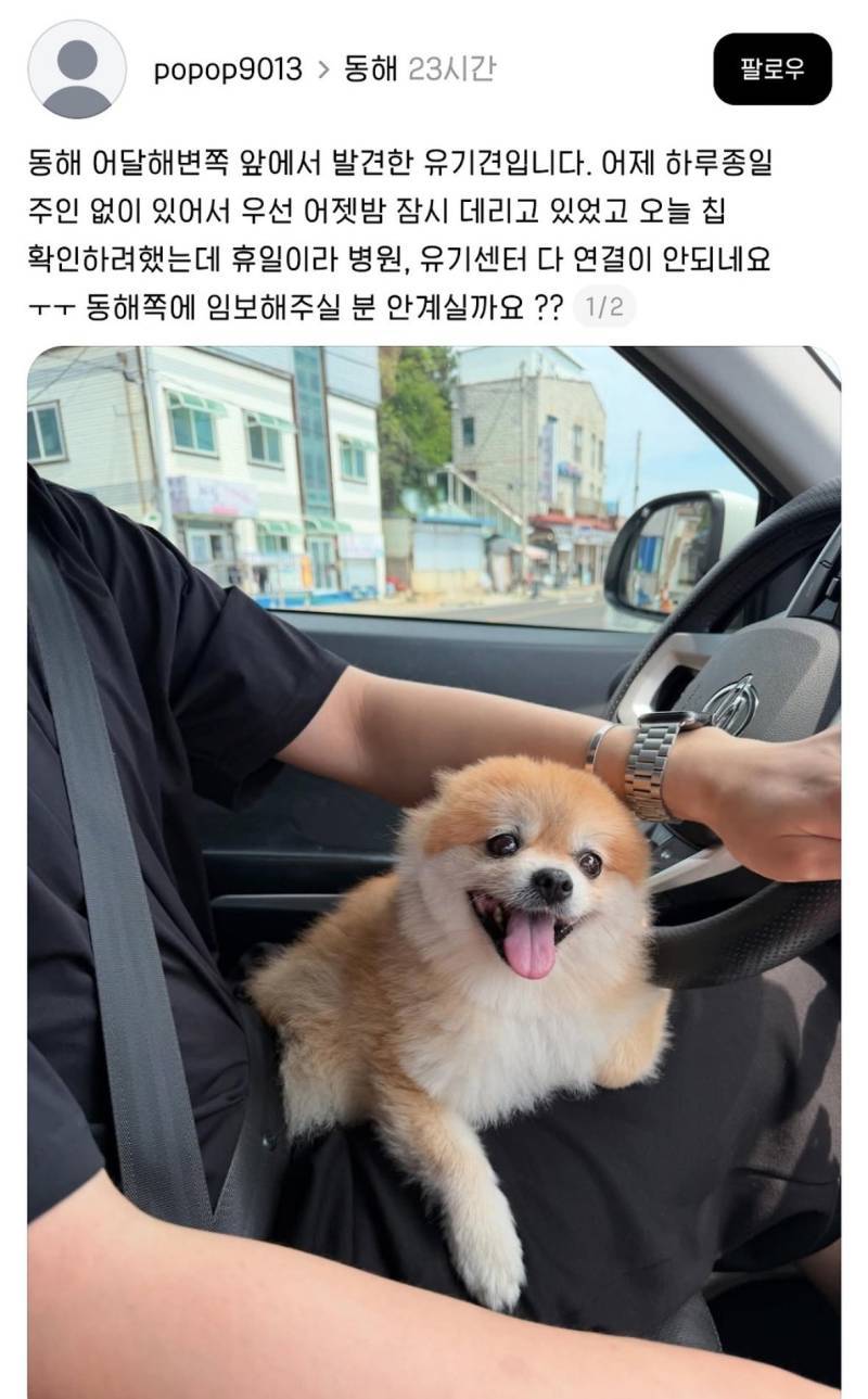 유기된 포메 발견했는데 임보해주실 분 있을까요?의 내용을 보여주는 이미지