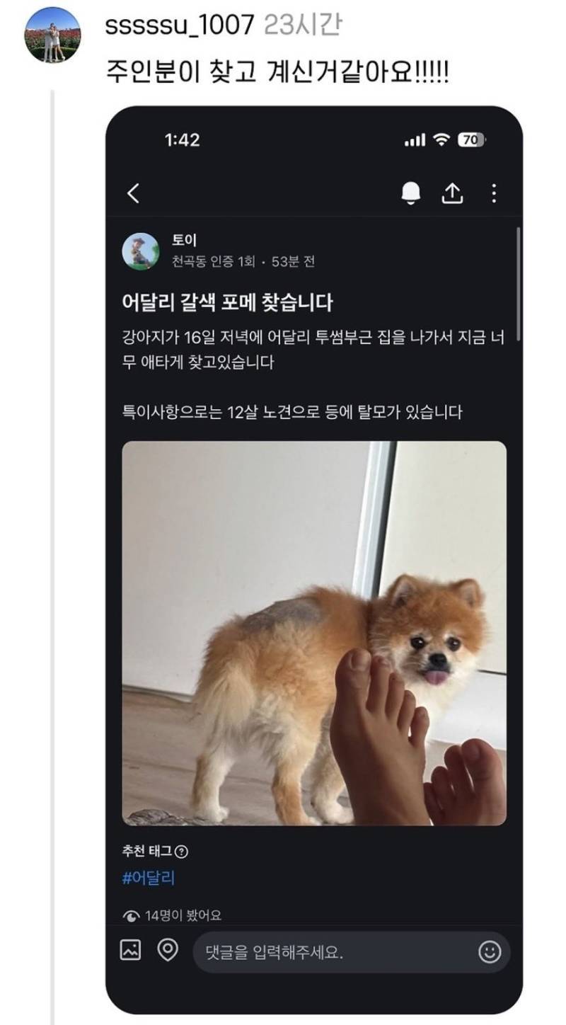 유기된 포메 발견했는데 임보해주실 분 있을까요?의 내용을 보여주는 이미지 관련 이미지 2