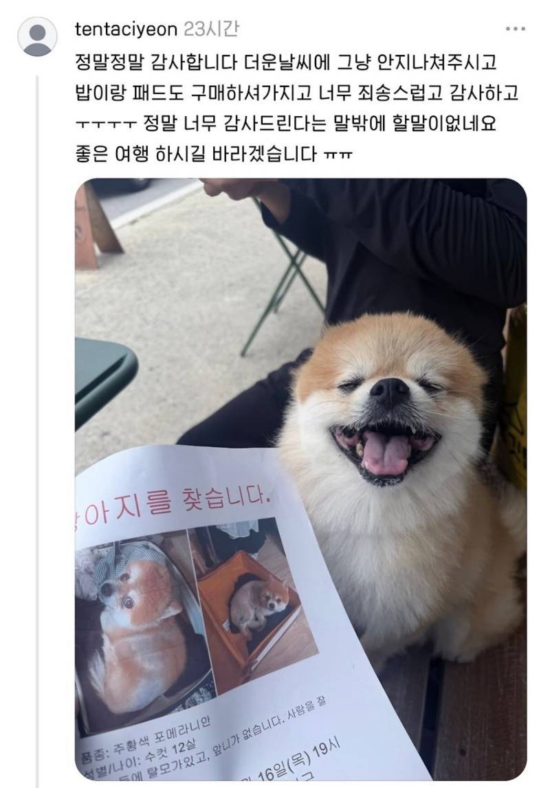유기된 포메 발견했는데 임보해주실 분 있을까요?의 내용을 보여주는 이미지 관련 이미지 3