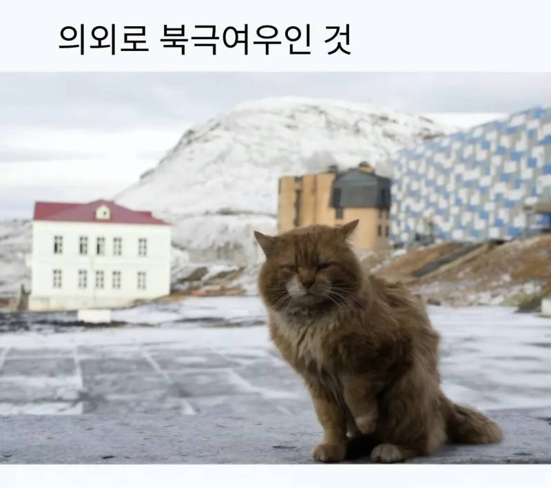 의외로 북극여우인 동물의 내용을 보여주는 이미지