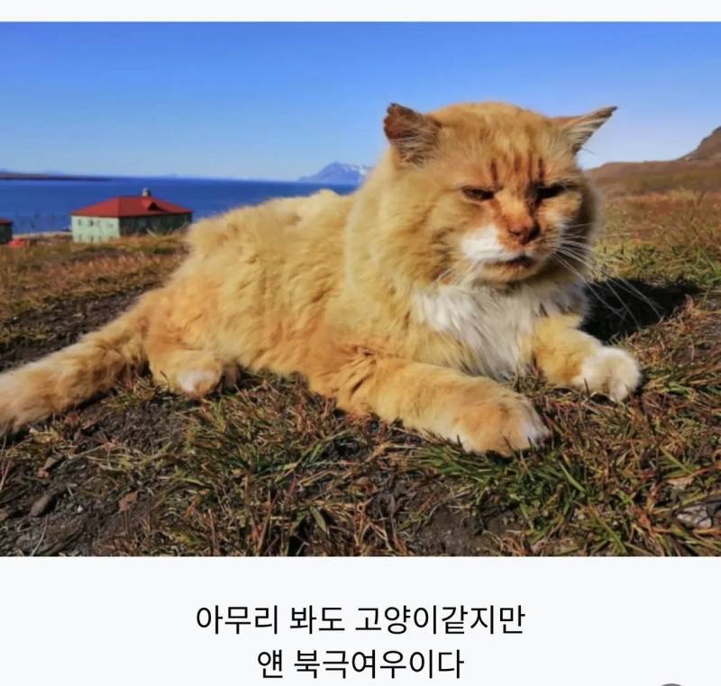 의외로 북극여우인 동물의 내용을 보여주는 이미지 관련 이미지 2