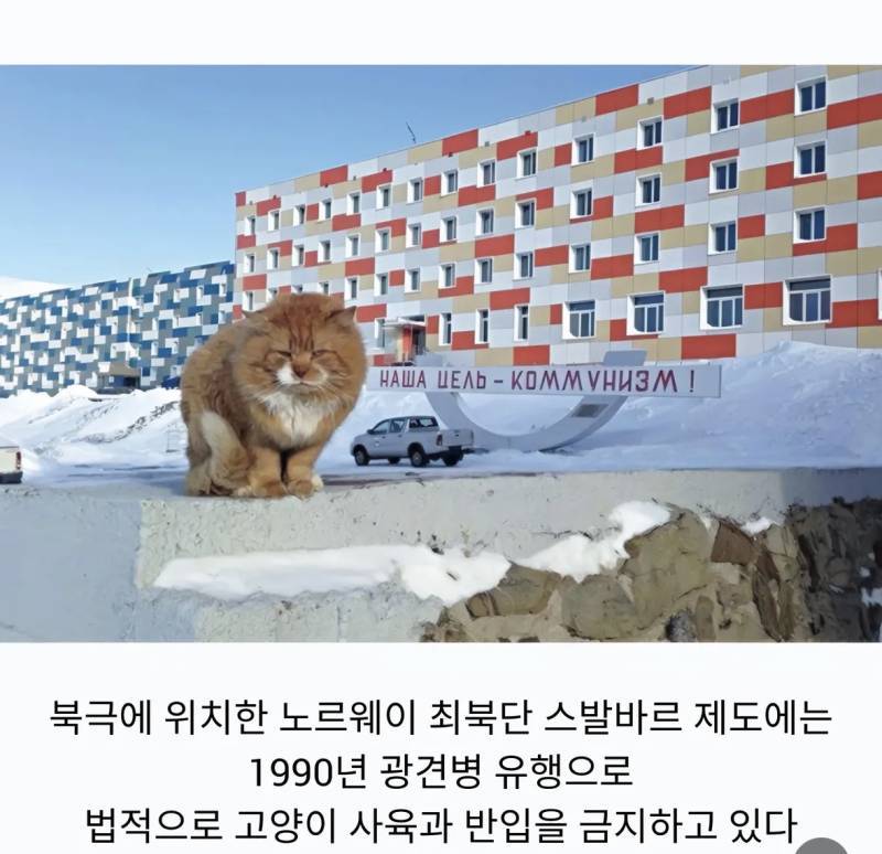 의외로 북극여우인 동물의 내용을 보여주는 이미지 관련 이미지 3
