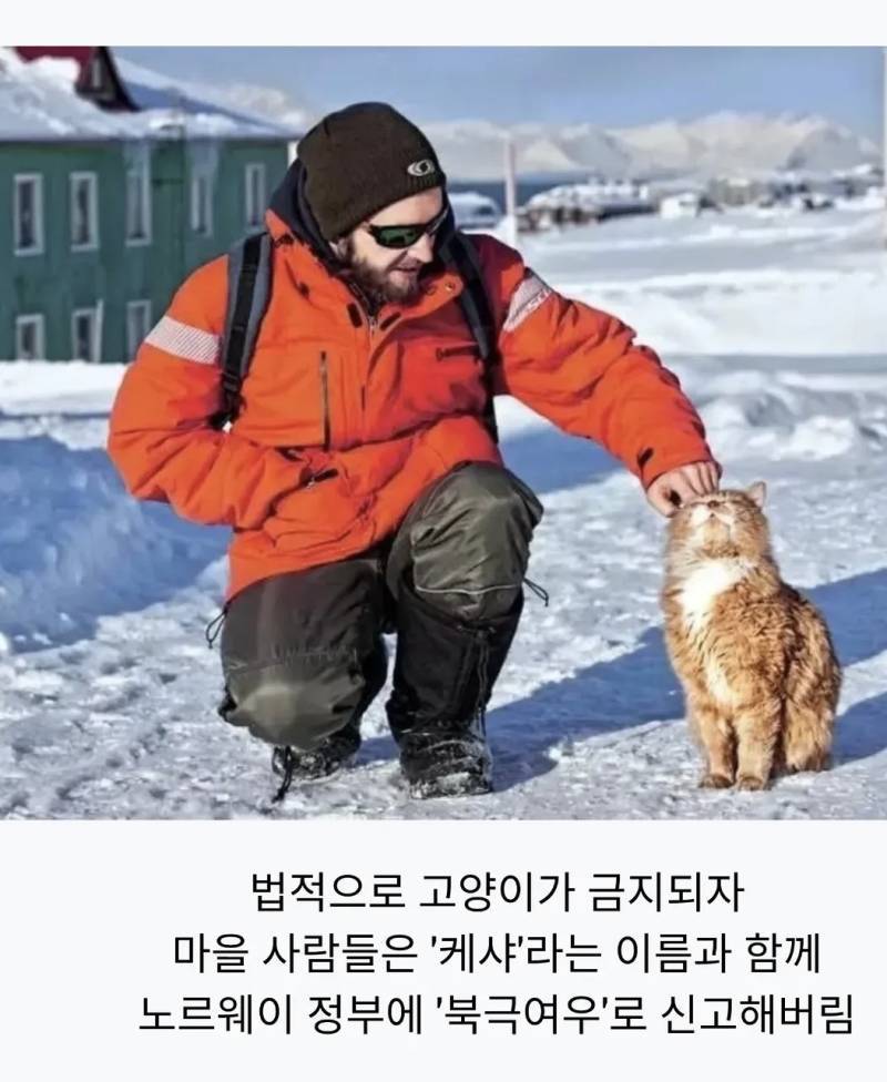 의외로 북극여우인 동물의 내용을 보여주는 이미지 관련 이미지 4