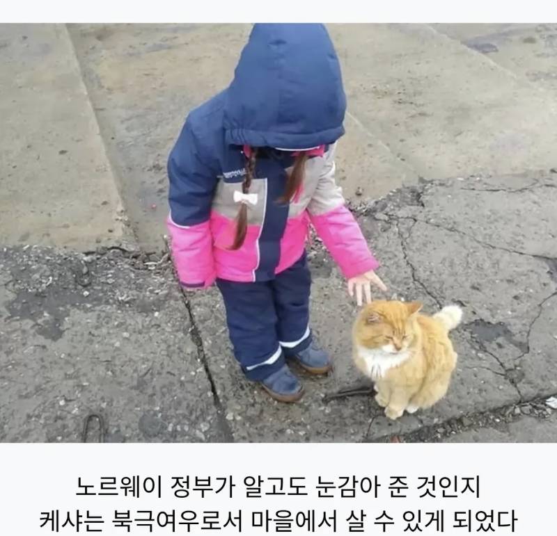 의외로 북극여우인 동물의 내용을 보여주는 이미지 관련 이미지 5