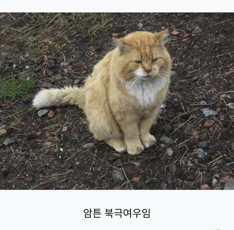 의외로 북극여우인 동물의 내용을 보여주는 이미지 관련 이미지 6