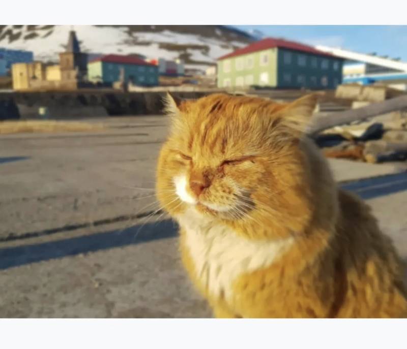 의외로 북극여우인 동물의 내용을 보여주는 이미지 관련 이미지 7