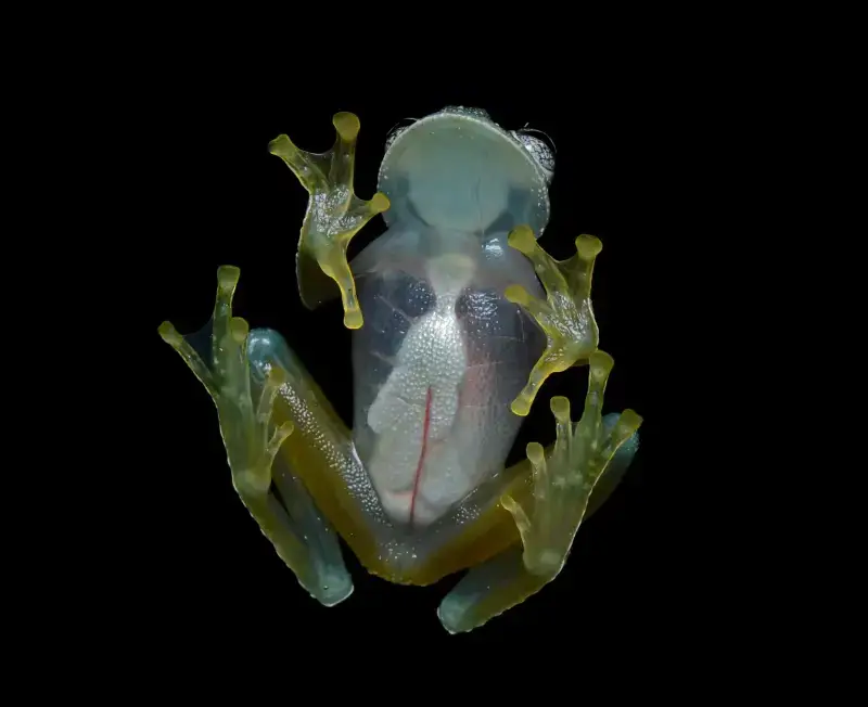 Flickr_-_ggallice_-_Glass_frog_(4)_cropped.jpg