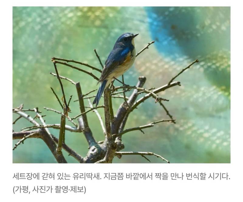 새덕후들의 만행의 내용을 보여주는 이미지 관련 이미지 10