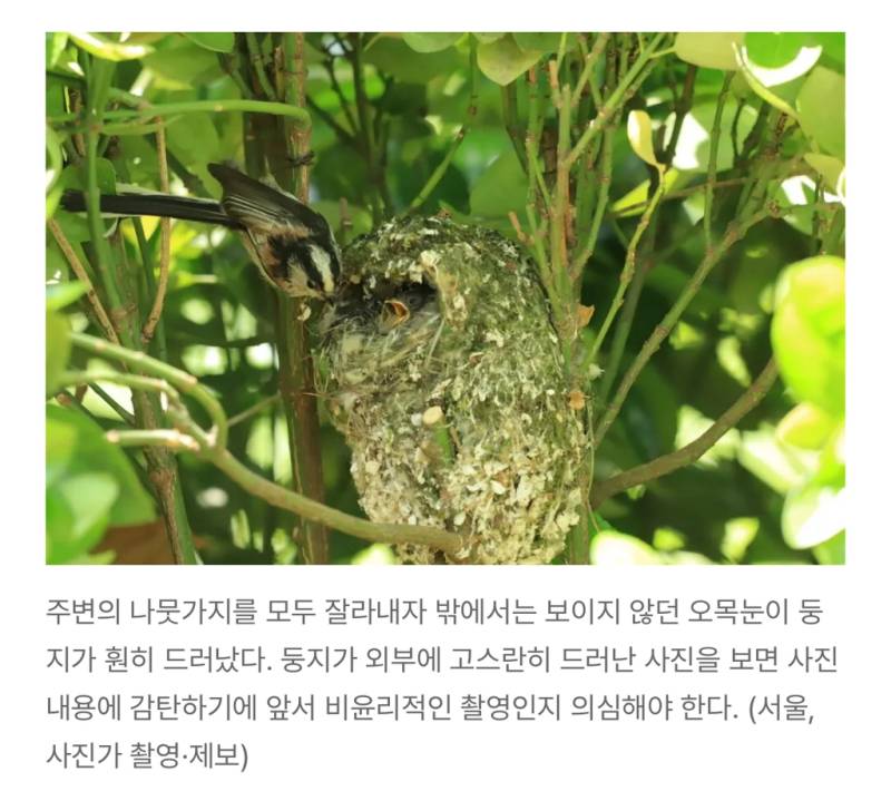 새덕후들의 만행의 내용을 보여주는 이미지 관련 이미지 15