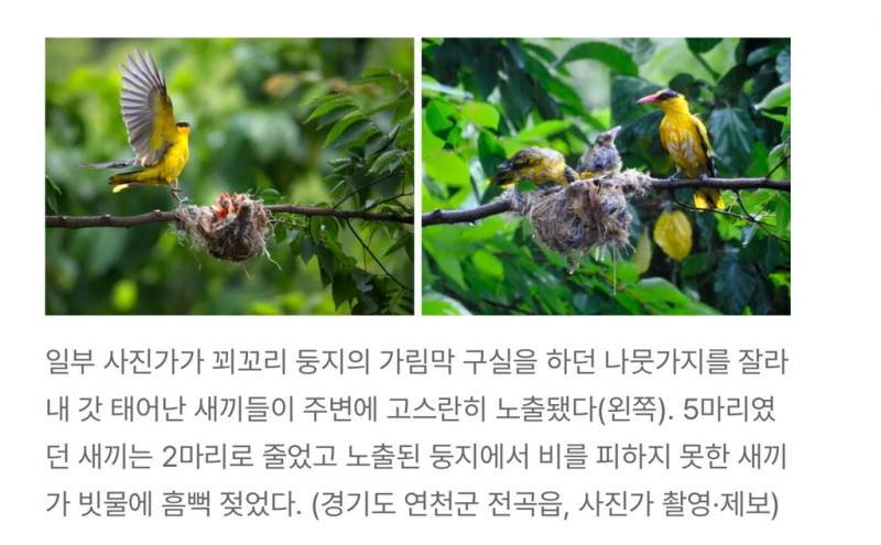 새덕후들의 만행의 내용을 보여주는 이미지 관련 이미지 16