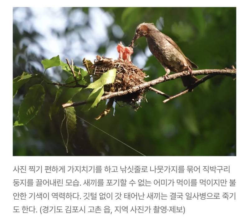 새덕후들의 만행의 내용을 보여주는 이미지 관련 이미지 17