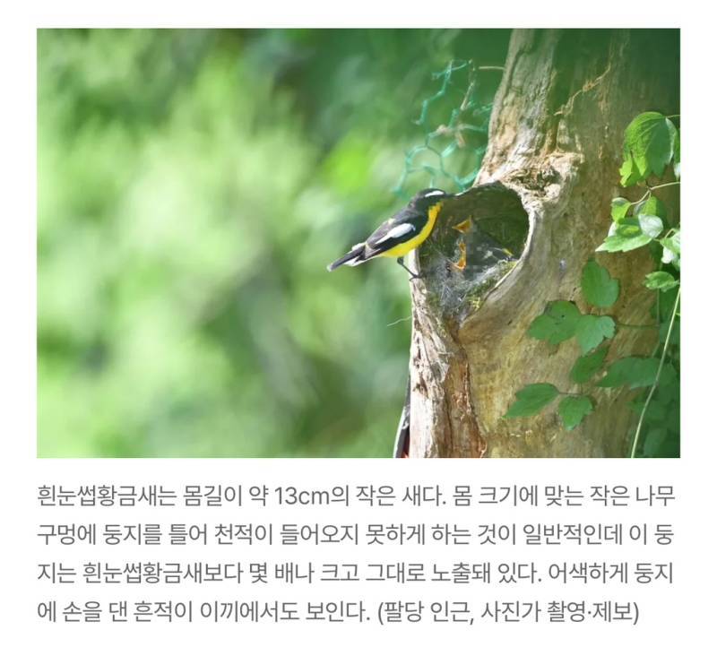 새덕후들의 만행의 내용을 보여주는 이미지 관련 이미지 18