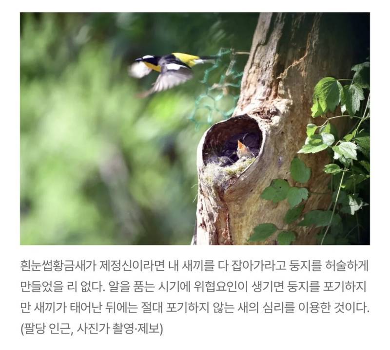 새덕후들의 만행의 내용을 보여주는 이미지 관련 이미지 19