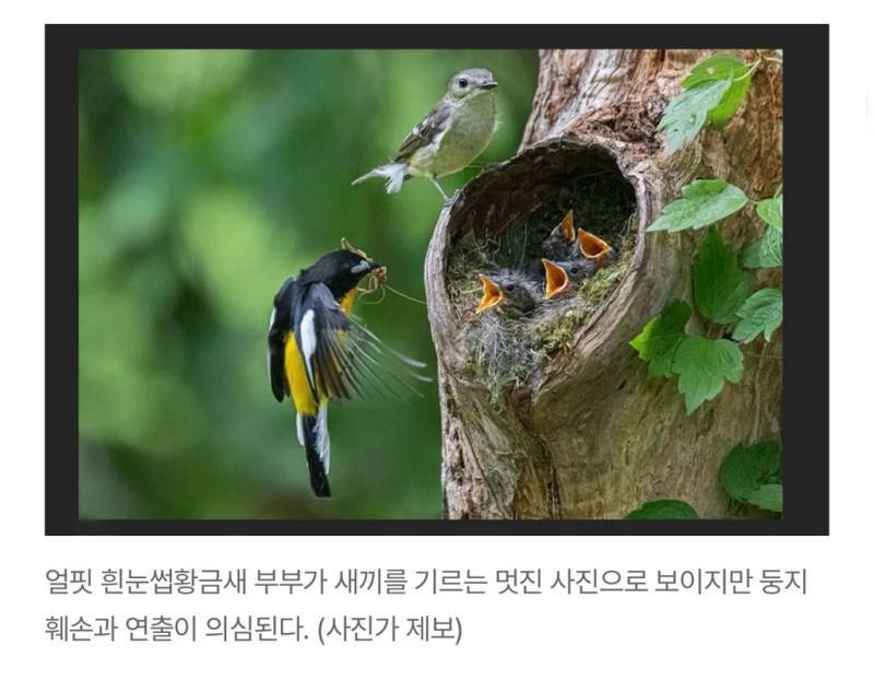 새덕후들의 만행의 내용을 보여주는 이미지 관련 이미지 20
