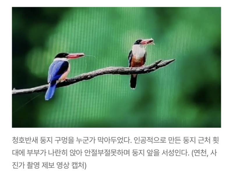 새덕후들의 만행의 내용을 보여주는 이미지 관련 이미지 21