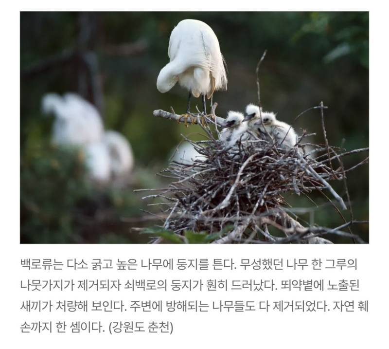 새덕후들의 만행의 내용을 보여주는 이미지 관련 이미지 22