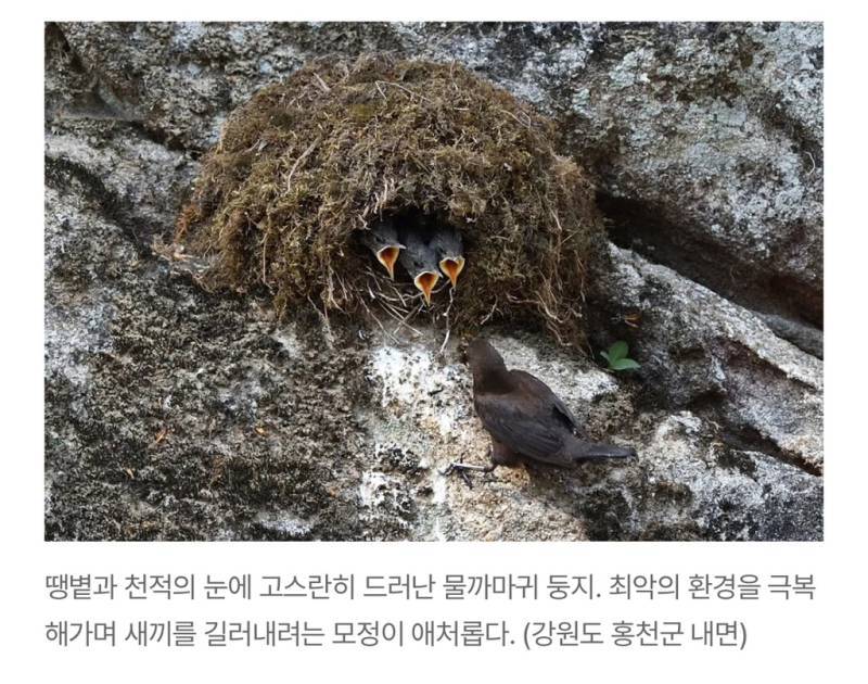 새덕후들의 만행의 내용을 보여주는 이미지 관련 이미지 24