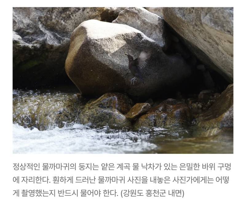 새덕후들의 만행의 내용을 보여주는 이미지 관련 이미지 25