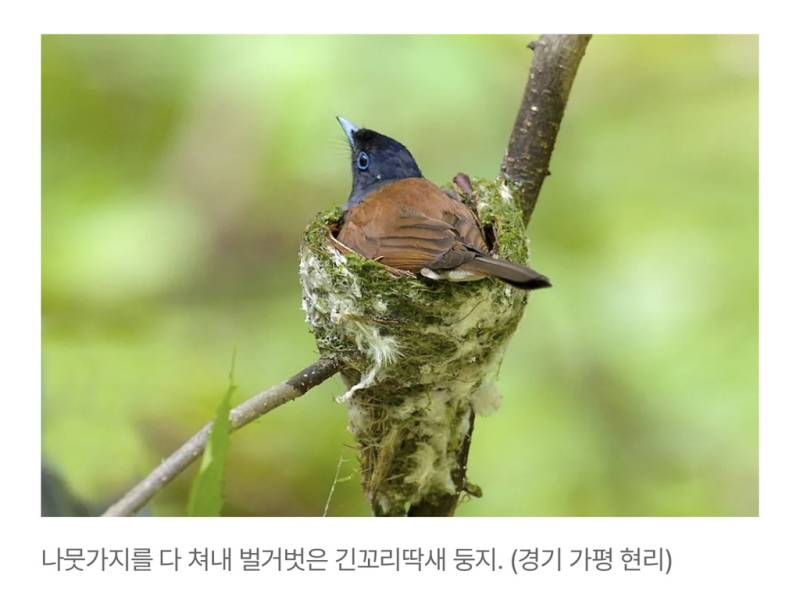 새덕후들의 만행의 내용을 보여주는 이미지 관련 이미지 28