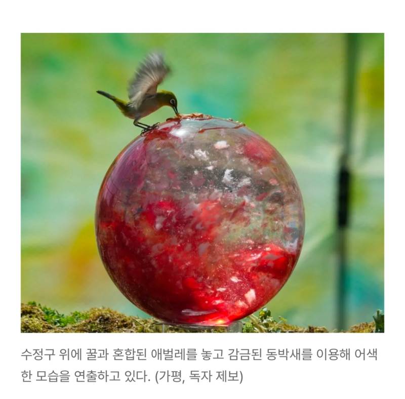 새덕후들의 만행의 내용을 보여주는 이미지 관련 이미지 6