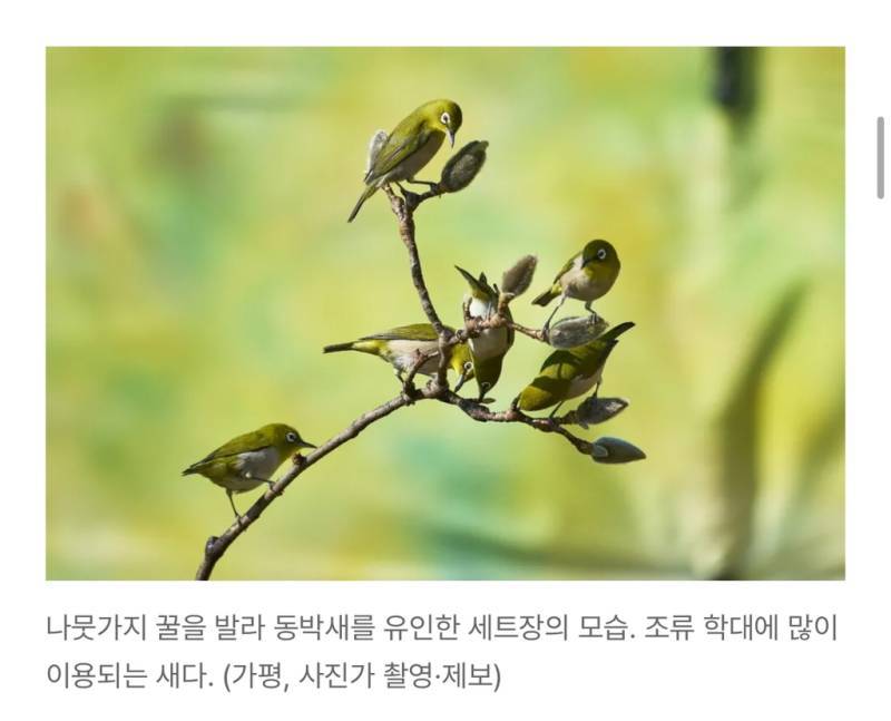 새덕후들의 만행의 내용을 보여주는 이미지 관련 이미지 7