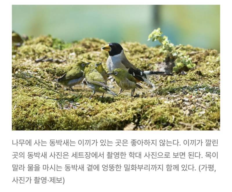새덕후들의 만행의 내용을 보여주는 이미지 관련 이미지 8