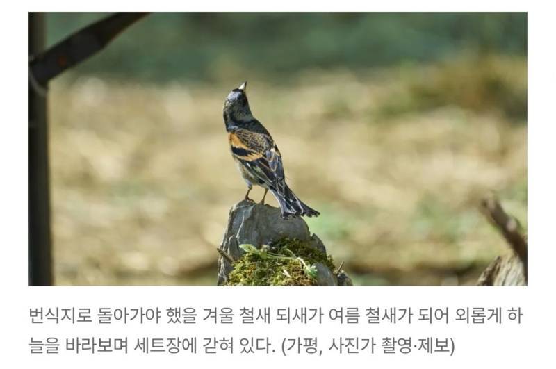 새덕후들의 만행의 내용을 보여주는 이미지 관련 이미지 9