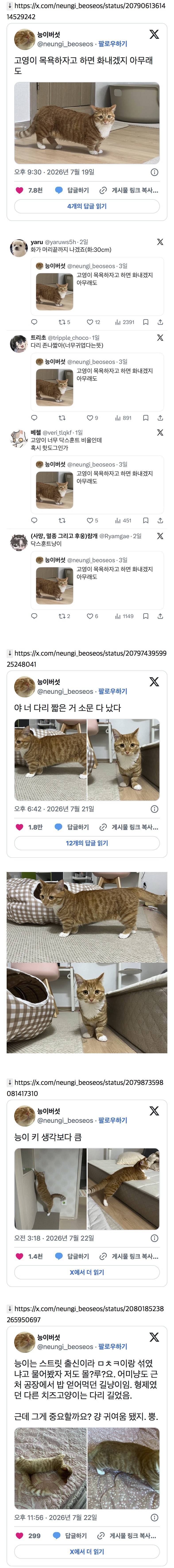 다리 짧은 거 소문 다 난 닥스훈트고양이의 내용을 보여주는 이미지
