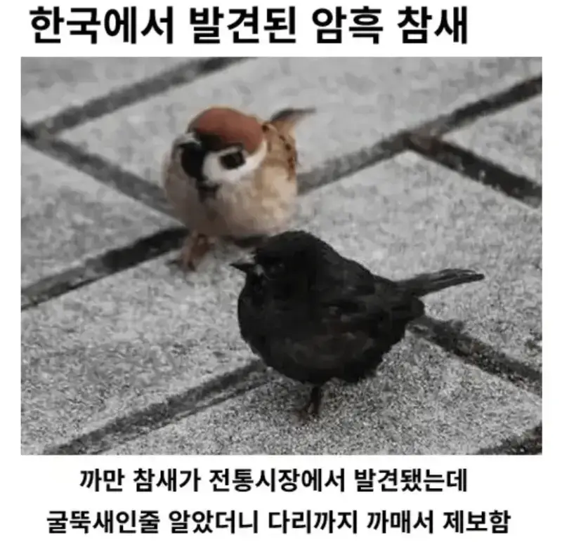 한국에서 발견된 암흑 참새의 내용을 보여주는 이미지