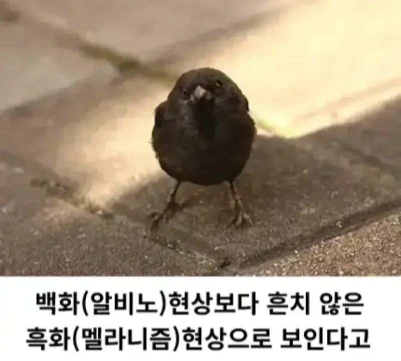 한국에서 발견된 암흑 참새의 내용을 보여주는 이미지 관련 이미지 2