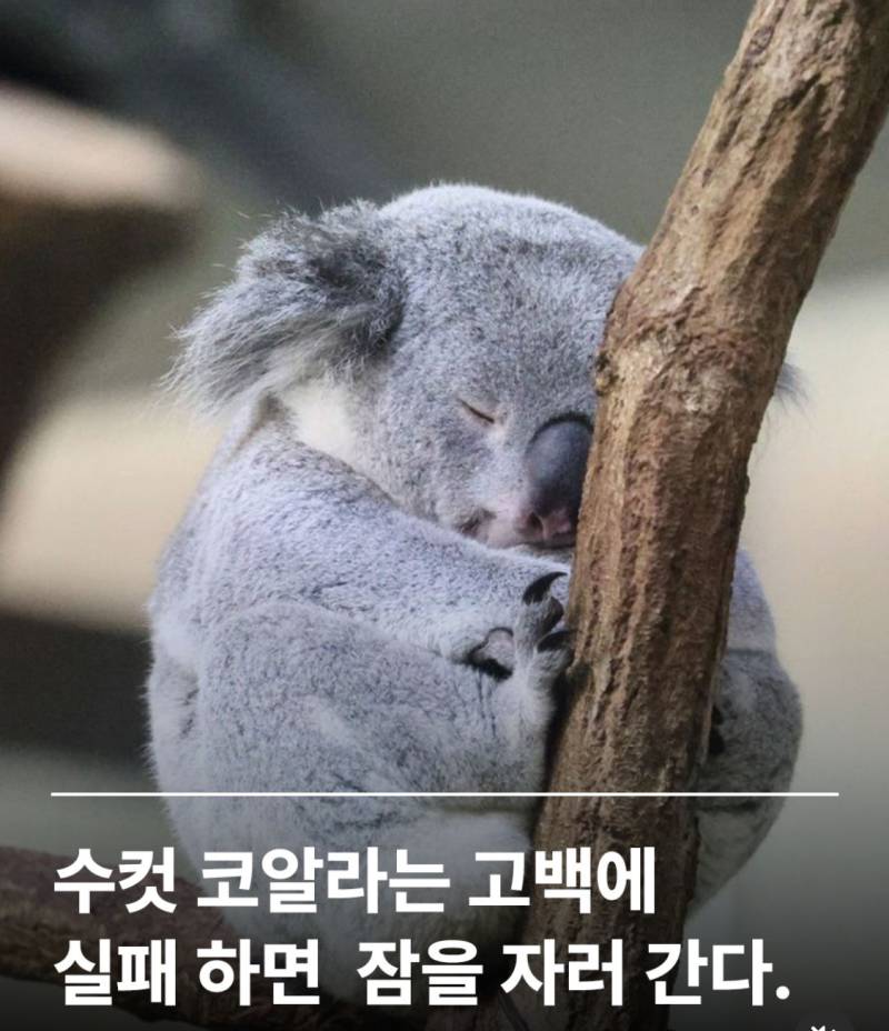 수컷 코알라는 고백에 실패하면 잠을 자러 간다.의 내용을 보여주는 이미지