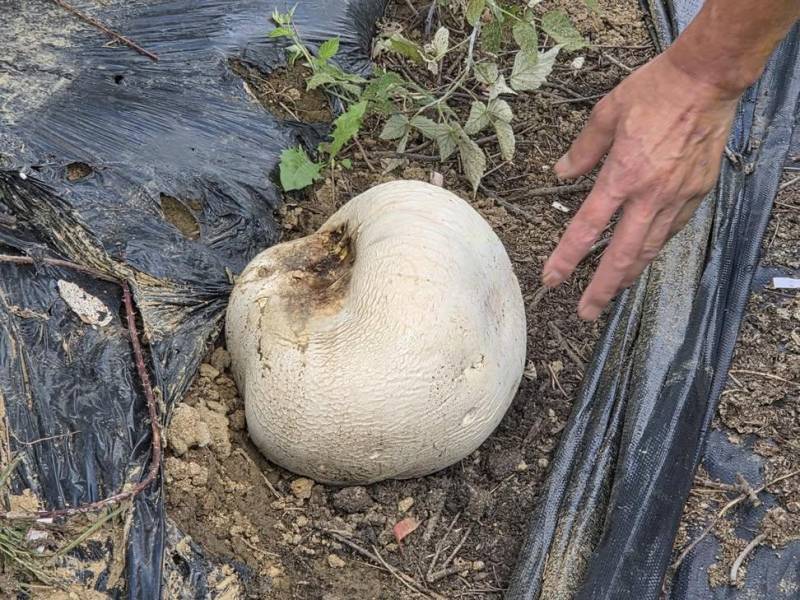 남원에서 13년 연속 발견된 희귀 '댕구알버섯' 🍄의 내용을 보여주는 이미지