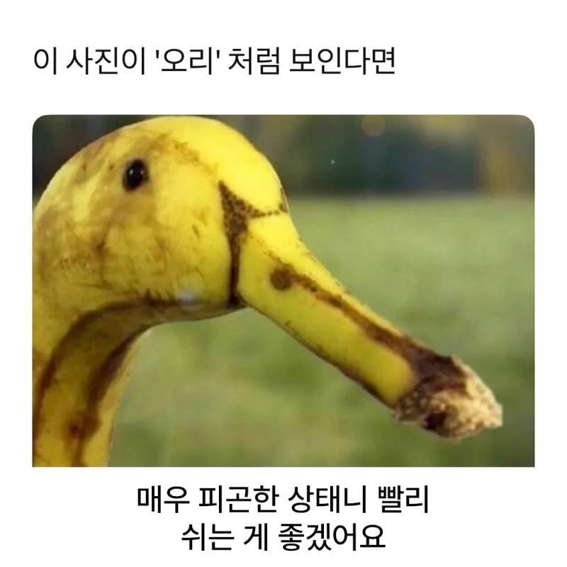 이 사진이 '오리'처럼 보인다면의 내용을 보여주는 이미지