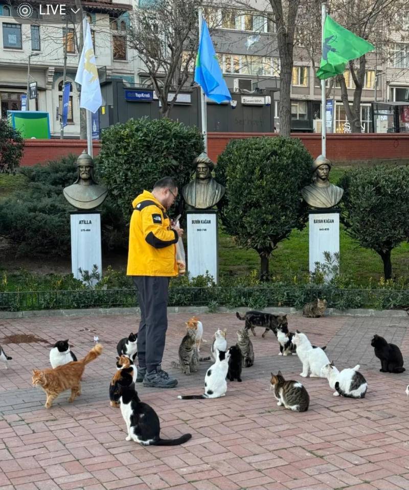 튀르키예 사람들 진짜 무슨 동네마다 고양이 집사가 몇 백 명씩 있는 느낌.. 할아버지가 봉지 들고 걸어가는데 고양이들이 알아서 줄서서 따라오는 거 감동이야🥹의 내용을 보여주는 이미지