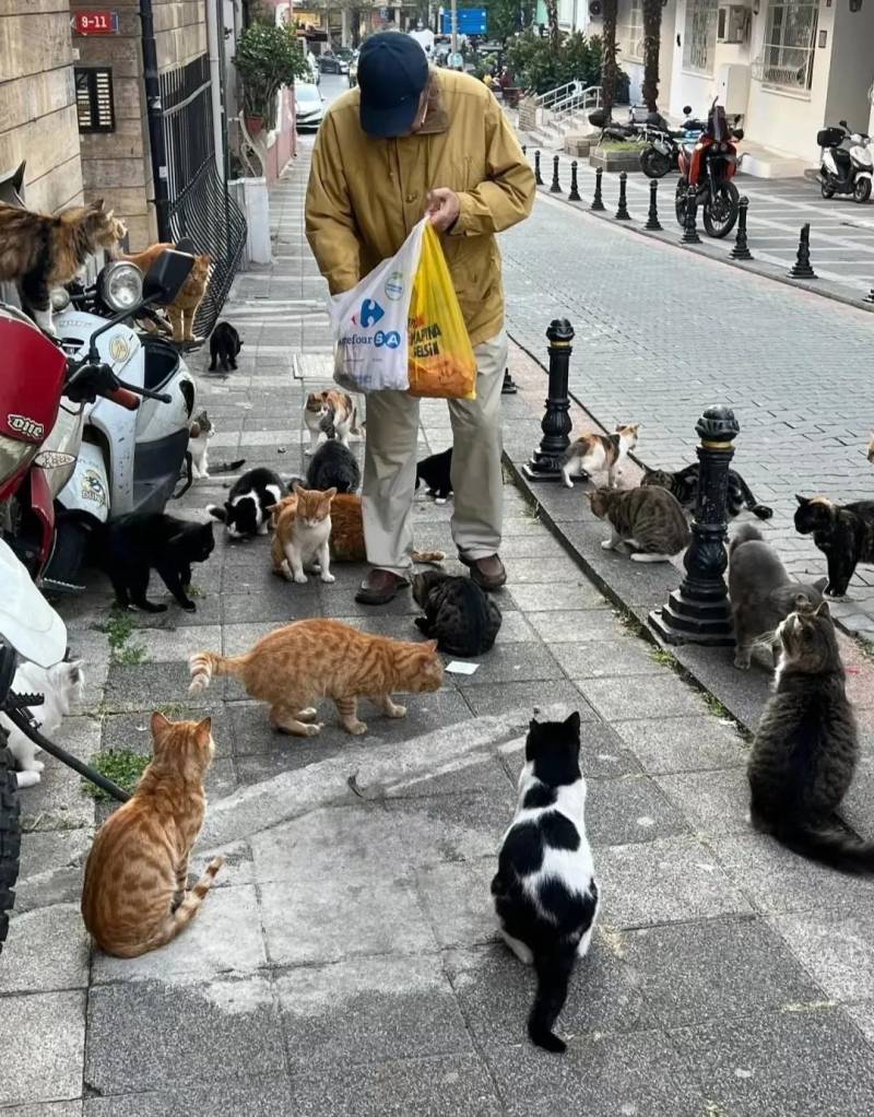 튀르키예 사람들 진짜 무슨 동네마다 고양이 집사가 몇 백 명씩 있는 느낌.. 할아버지가 봉지 들고 걸어가는데 고양이들이 알아서 줄서서 따라오는 거 감동이야🥹의 내용을 보여주는 이미지 관련 이미지 2