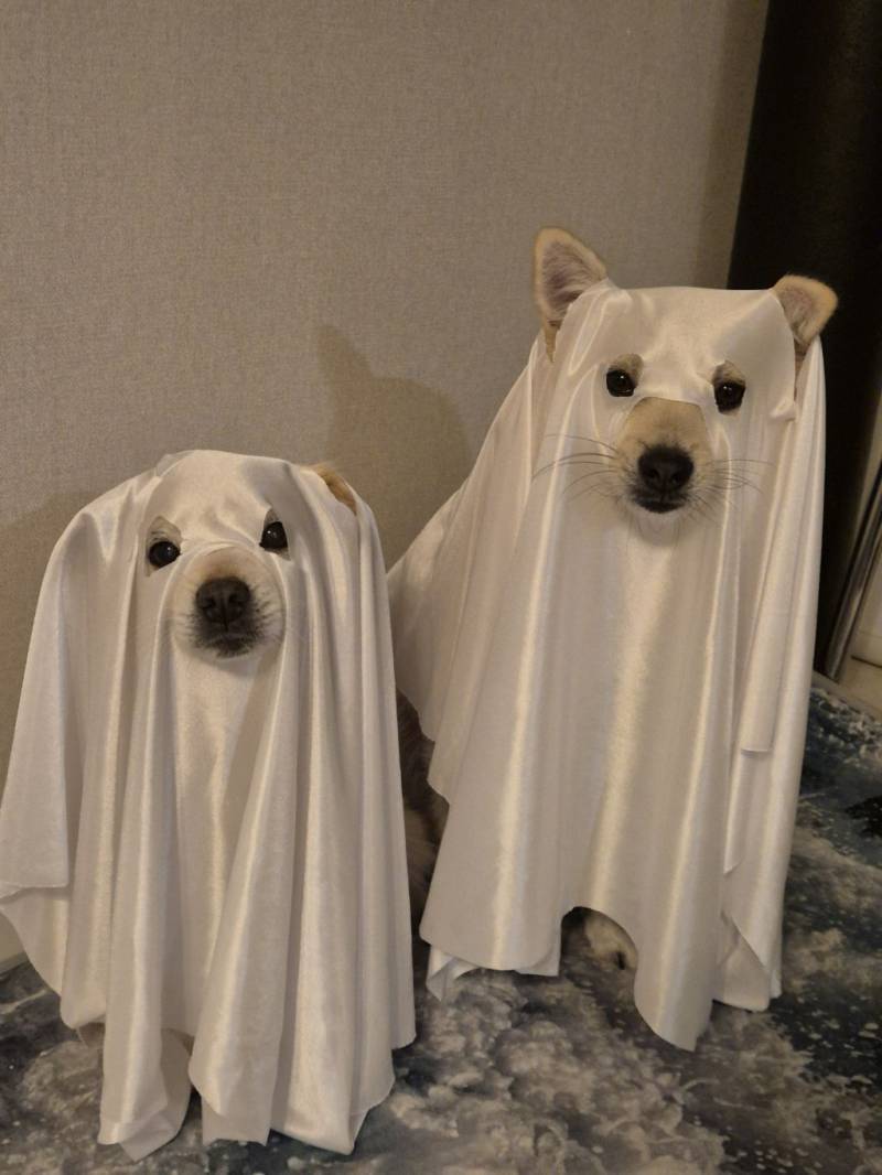 집에 귀신이 나와요의 내용을 보여주는 이미지
